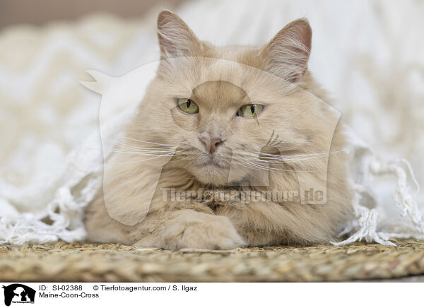 Maine-Coon-Mischling / Maine-Coon-Cross / SI-02388