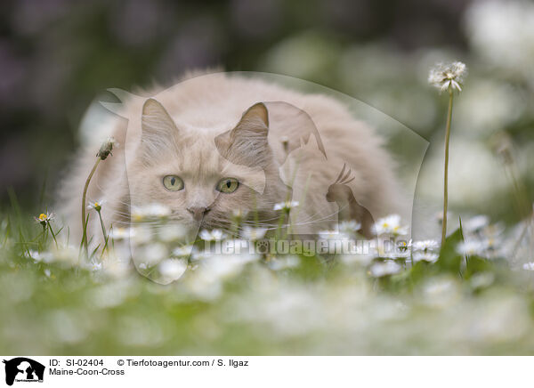 Maine-Coon-Mischling / Maine-Coon-Cross / SI-02404