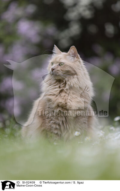 Maine-Coon-Mischling / Maine-Coon-Cross / SI-02409