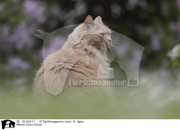 Maine-Coon-Mischling / Maine-Coon-Cross / SI-02411