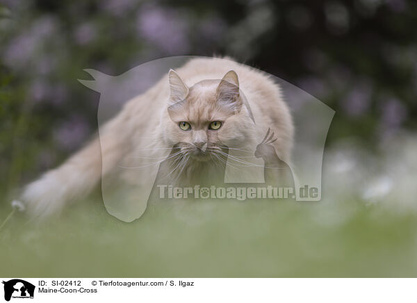 Maine-Coon-Mischling / Maine-Coon-Cross / SI-02412