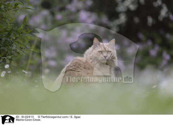 Maine-Coon-Mischling / Maine-Coon-Cross / SI-02413