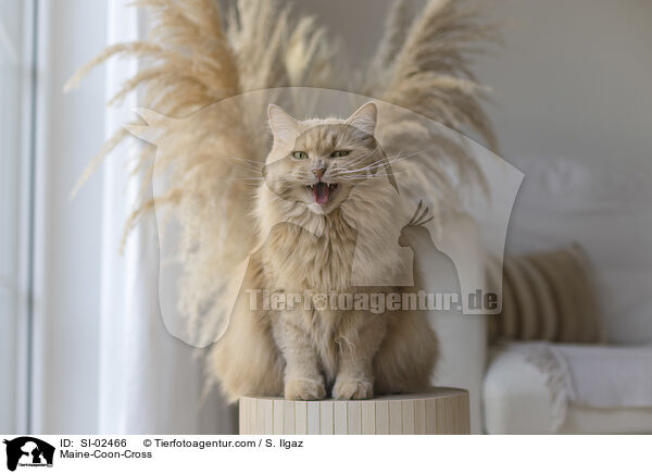 Maine-Coon-Mischling / Maine-Coon-Cross / SI-02466