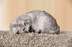 Egyptian-Mau-crossbreed