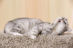 Egyptian-Mau-crossbreed