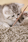 Egyptian-Mau-crossbreed kitten