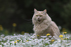 cat on a flower meadow
