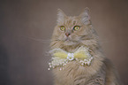 Cat with a bow tie around its neck