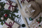 Maine-Coon-Cross in the studio