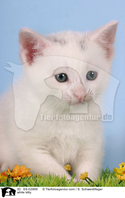 weies Ktzchen / white kitty / SS-02866