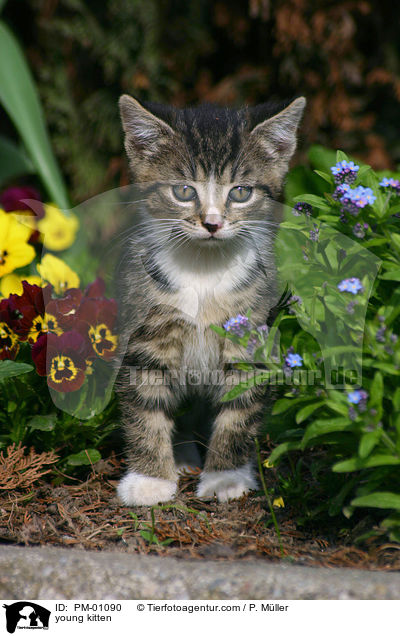 junges Ktzchen / young kitten / PM-01090