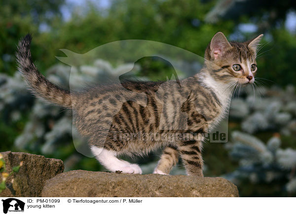 junges Ktzchen / young kitten / PM-01099