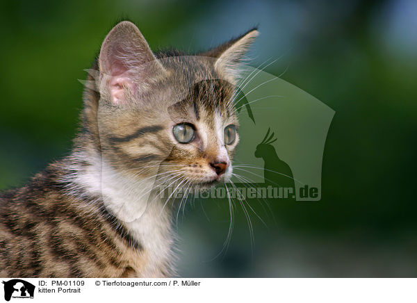 Portrait eines jungen Ktzchen / kitten Portrait / PM-01109