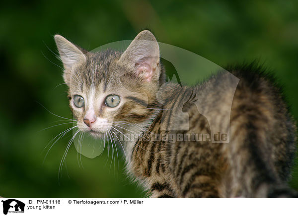 junges Ktzchen / young kitten / PM-01116