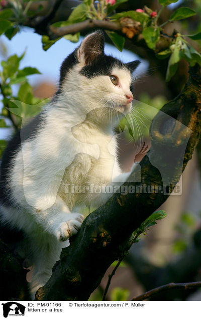 Ktzchen auf dem Baum / kitten on a tree / PM-01166