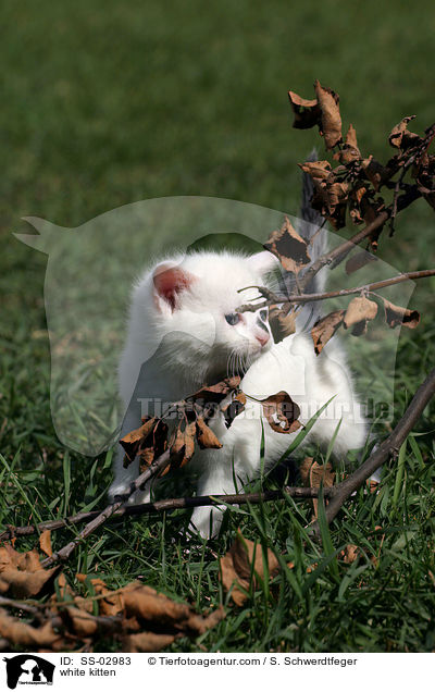 weies Ktzchen / white kitten / SS-02983