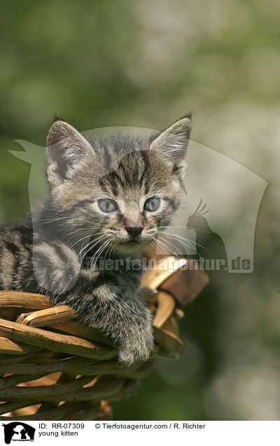 junges Ktzchen / young kitten / RR-07309