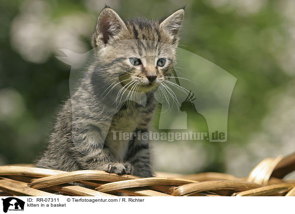 Ktzchen in einem Krbchen / kitten in a basket / RR-07311