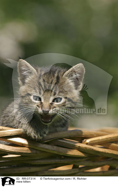 mautzendes Ktzchen / mew kitten / RR-07314