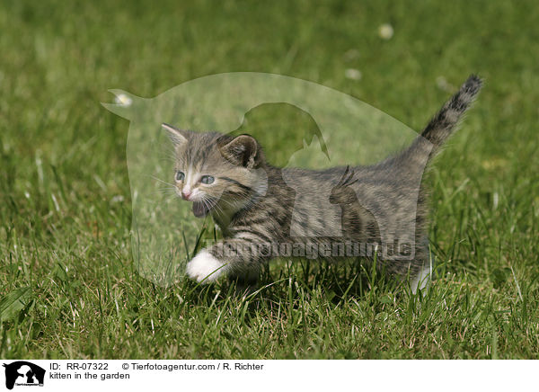 Ktzchen im Garten / kitten in the garden / RR-07322