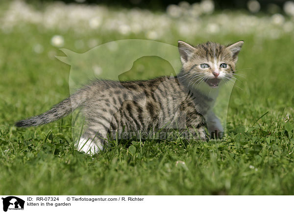 Ktzchen im Garten / kitten in the garden / RR-07324