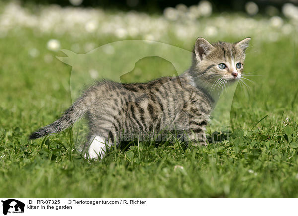 kitten in the garden / RR-07325