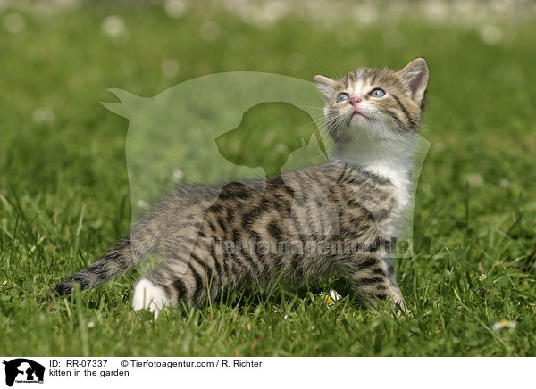 Ktzchen im Garten / kitten in the garden / RR-07337