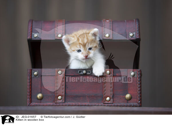 Ktzchen in Holzkiste / Kitten in wooden box / JEG-01657