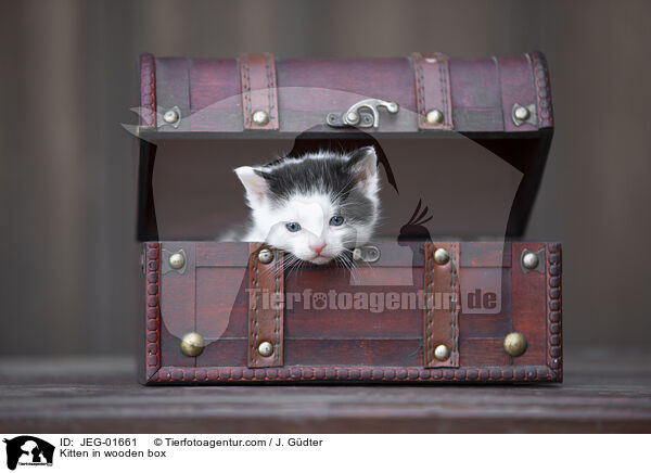 Ktzchen in Holzkiste / Kitten in wooden box / JEG-01661