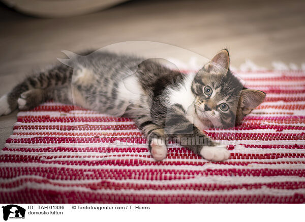 Hausktzchen / domestic kitten / TAH-01336