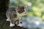 kitten on the tree