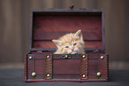 Kitten in wooden box