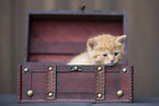 Kitten in wooden box