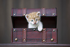 Kitten in wooden box