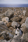 Street cat on greek