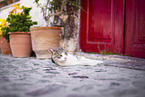 Street cat on Santorini