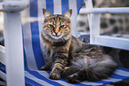 Street cat on Santorini