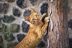 Street cat on Santorini