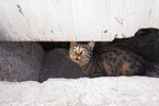 Street cat on Santorini