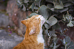 Street cat on Santorini