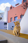 Street cat on Santorini