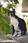 Street cat on greek