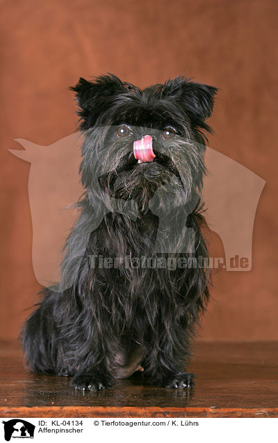 Affenpinscher / KL-04134