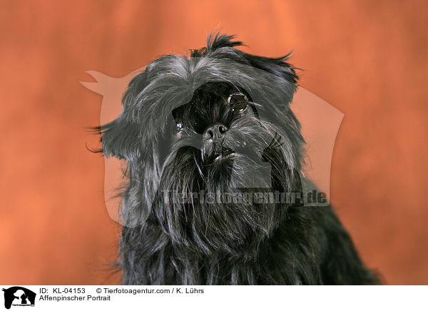 Affenpinscher Portrait / KL-04153