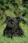 Affenpinscher on meadow