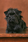 Affenpinscher