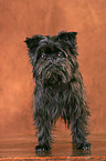 Affenpinscher