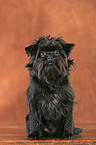 Affenpinscher