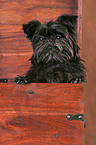 Affenpinscher