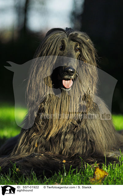 Afghanischer Windhund / sighthound / SST-01922